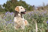 GOLDEN RETRIEVER 152